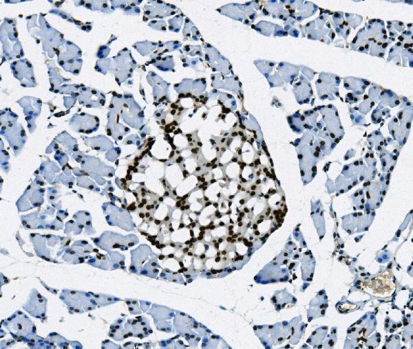 m02197 tkt primary antibodies ihc testing 3
