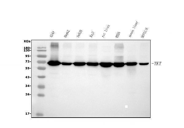 m02197 tkt primary antibodies wb testing 1