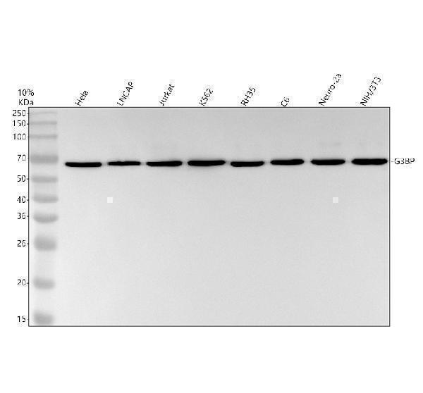 Western blot analysis of G3BP using anti-G3BP antibody (M02199)