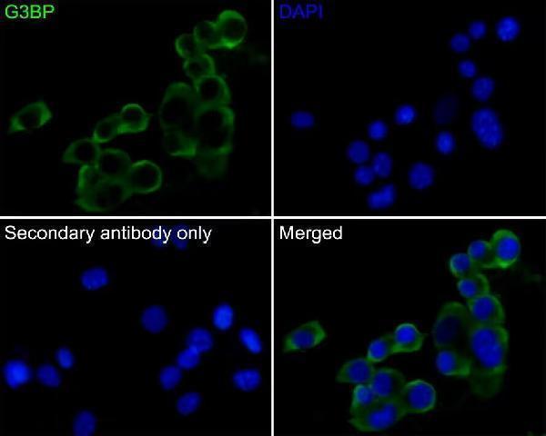 m02199 g3bp1 primary antibodies if testing 2