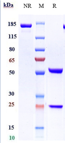 m02200 sds page