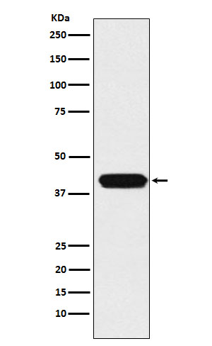 Western blot analysis of MATH1/HATH1 expression in HepG2 cell lysate