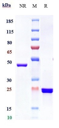 Anti-GP6/Glycoprotein-6 Reference Antibody (glenzocimab) on SDS-PAGE under reducing (R) condition
