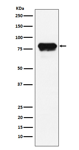 Western blot analysis of PLTP expression in HeLa cell lysate