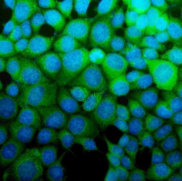 m02212 1 ass1 primary antibodies if testing 7