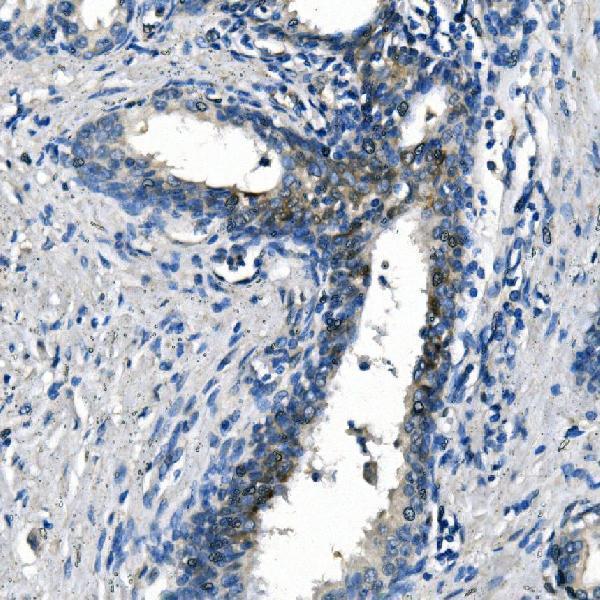  IHC analysis of ASS1 using anti-ASS1 antibody (M02212-1)