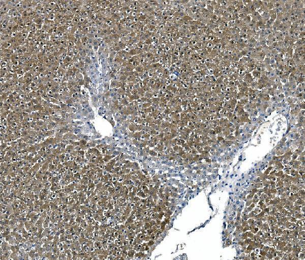 m02212 1 ass1 primary antibodies ihc testing 5