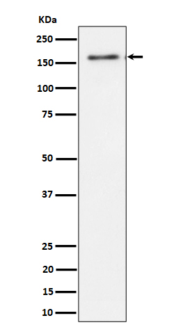 Western blot analysis of TMF expression in HeLa cell lysate.