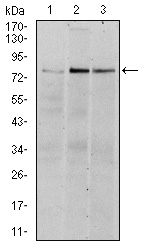 Western Blot analysis using Rsk-2 Monoclonal Antibody against HeLa (1), MCF-7 (2), and HepG2 (3) cell lysate