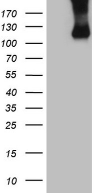 m02219 anti il3rb csf2rb mouse monoclonal antibody clone id oti4h3 wb testing 1