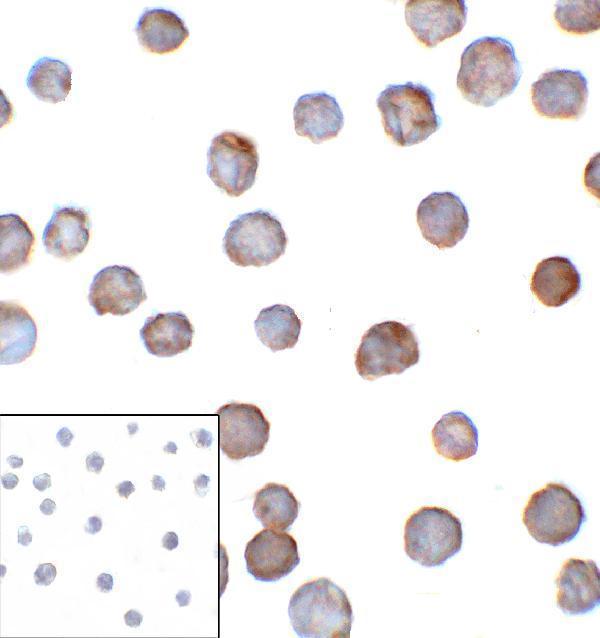 Immunocytochemistry of B7-H3 in HEK293 cells using B7-H3 antibody and control mouse IgG antibody (left corner box) at 1 μg/ml