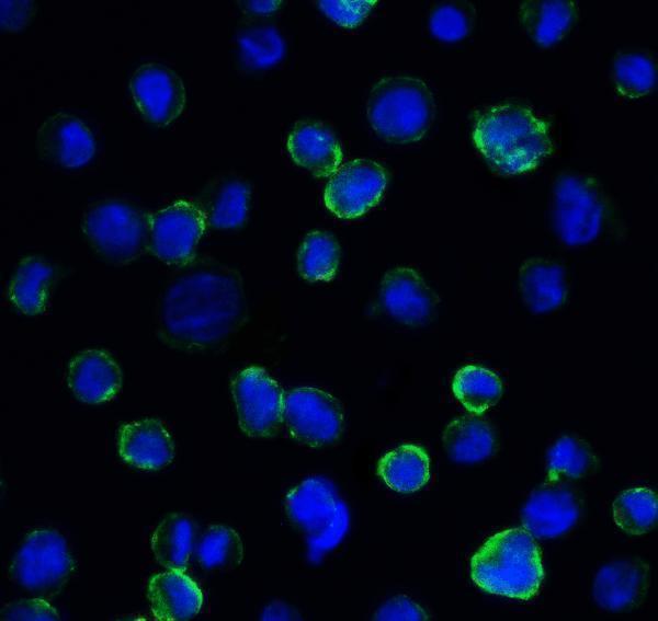 Immunofluorescence of B7-H3 in HEK293 cells using B7-H3 Antibody at 5 μg/ml