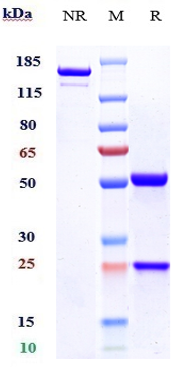 Anti-B7-H3/CD276 Reference Antibody (enoblituzumab) on SDS-PAGE under reducing (R) condition