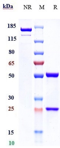 Anti-B7-H3/CD276 Reference Antibody (Vobramitamab) on SDS-PAGE under reducing (R) condition