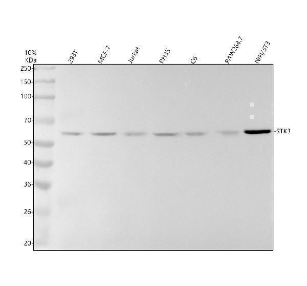 Western blot analysis of STK3 using anti-STK3 antibody (M02224-1)