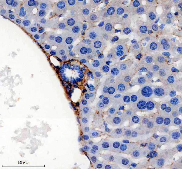 m02226 col6a1 primary antibodies ihc testing 4