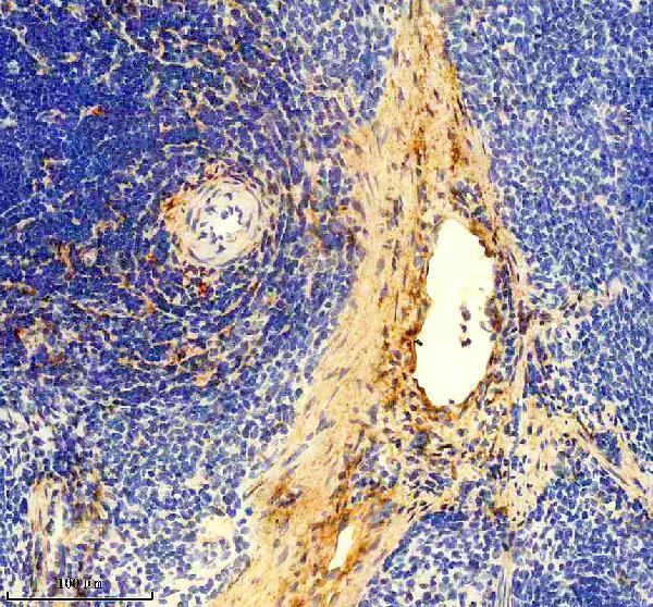 m02226 col6a1 primary antibodies ihc testing 7