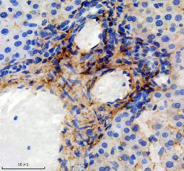 m02226 col6a1 primary antibodies ihc testing 8