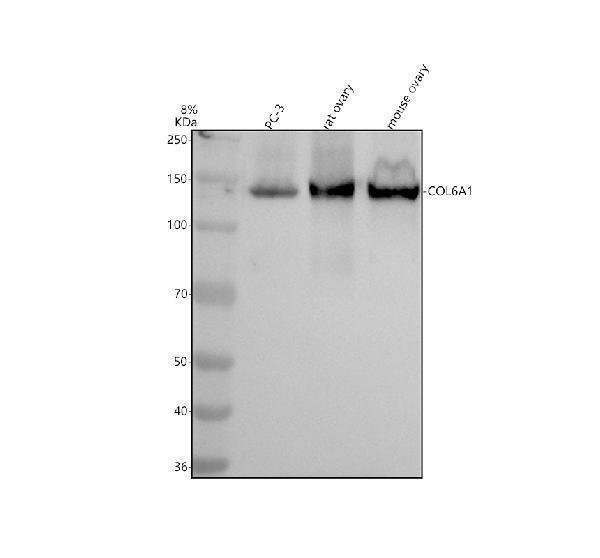 Western blot analysis of Collagen Type VI/COL6A1 using anti-Collagen Type VI/COL6A1 antibody (M02226)