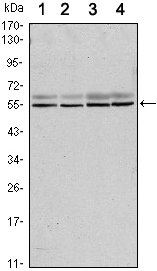 m02227 smad6 primary antibodyes wb testing 1