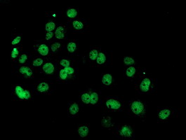 m02228 anti pde4 pde4b mouse monoclonal antibody clone id oti1d12 if testing 13