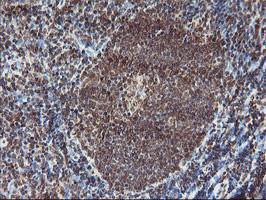 m02228 anti pde4 pde4b mouse monoclonal antibody clone id oti1d12 ihc testing 10
