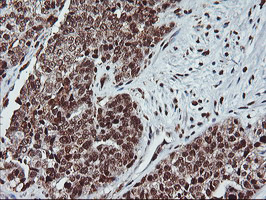 m02228 anti pde4 pde4b mouse monoclonal antibody clone id oti1d12 ihc testing 4