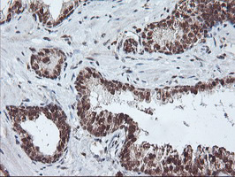m02228 anti pde4 pde4b mouse monoclonal antibody clone id oti1d12 ihc testing 8