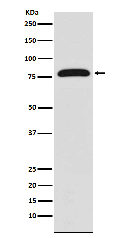 Western blot analysis of TGM2 expression in HUVEC cell lysate