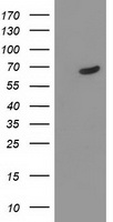 m02231 anti tdp1 mouse monoclonal antibody clone id oti4h1 wb testing 1