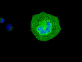m02232 anti vmat2 slc18a2 mouse monoclonal antibody clone id oti9e11 if testing 6