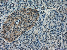 m02232 anti vmat2 slc18a2 mouse monoclonal antibody clone id oti9e11 ihc testing 4