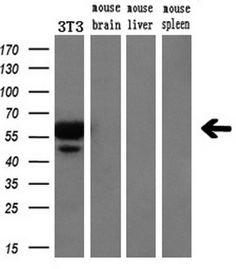Western blot analysis of extracts (10ug) from a mouse cell line and 3 different mouse tissues by using anti-SLC18A2 monoclonal antibody (1:200)