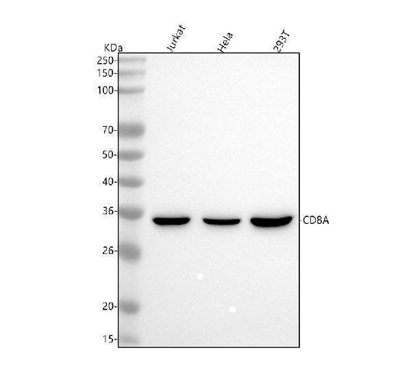  Western blot analysis of CD8A using anti-CD8A antibody (M02236-1)