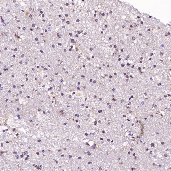 m02236 1 ihc8