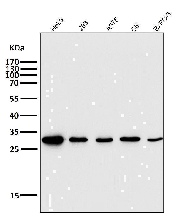 All lanes use the Antibody at 1:5K dilution for 1 hour at room temperature