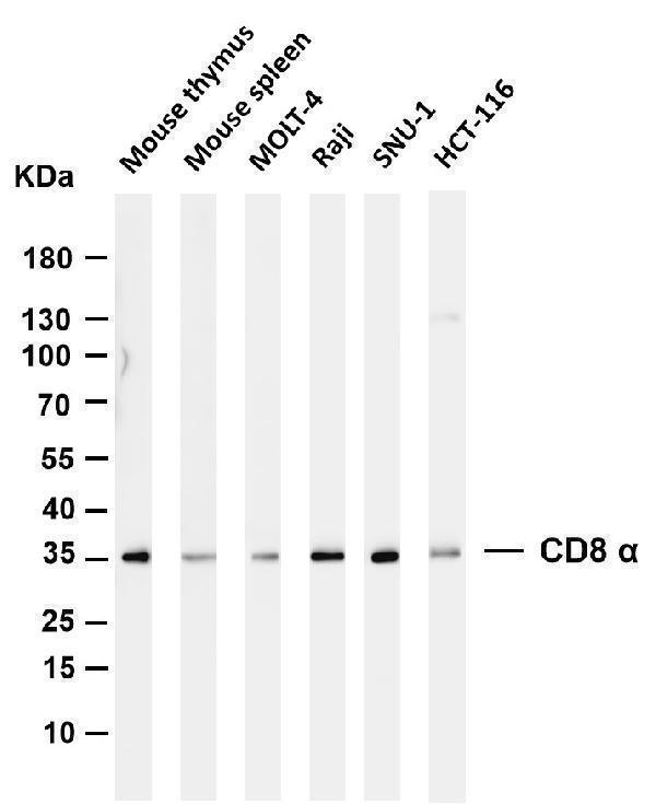 m02236 5 cd8a primary antibodies wb testing 1