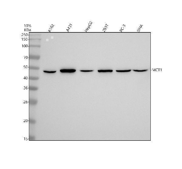 m02240 mct1 primary antibodies wb testing 1
