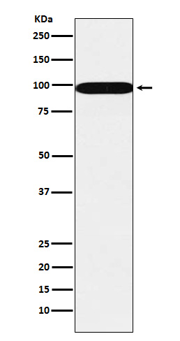 Western blot analysis of SFPQ expression in A431 cell lysate