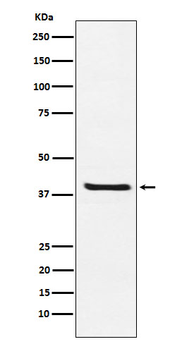 m02244 1 wb
