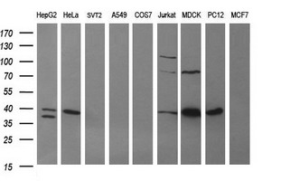 Western blot analysis of extracts (35ug) from 9 different cell lines by using anti-ARG2 monoclonal antibody (HepG2: human; HeLa: human; SVT2: mouse; A549: human; COS7: monkey; Jurkat: human; MDCK: canine; PC12: rat; MCF7: human)