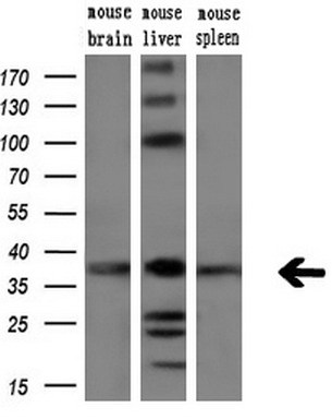 Western blot analysis of extracts (10ug) from 3 different mouse tissues by using anti-ARG2 monoclonal antibody (1:200)