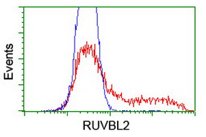 m02246 anti ruvbl2 mouse monoclonal antibody clone id oti1a6 flow cytometry testing 9
