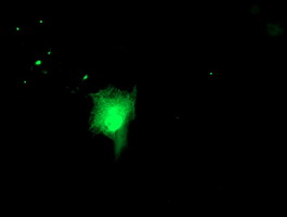 m02246 anti ruvbl2 mouse monoclonal antibody clone id oti1a6 if testing 10