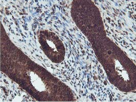 m02246 anti ruvbl2 mouse monoclonal antibody clone id oti1a6 ihc testing 5