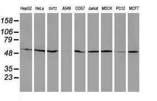 Western blot analysis of extracts (35ug) from 9 different cell lines by using anti-RUVBL2 monoclonal antibody
