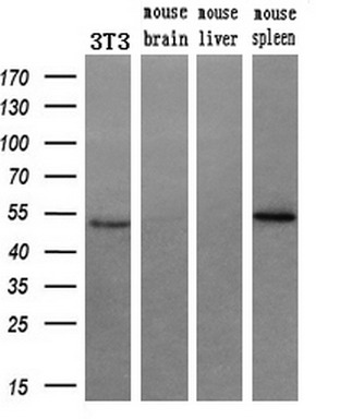 m02246 anti ruvbl2 mouse monoclonal antibody clone id oti1a6 wb testing 4