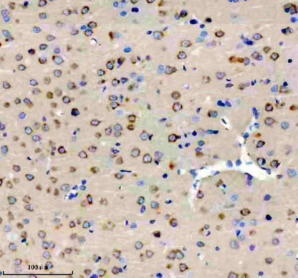m02248 1 dkk3 primary antibodies ihc testing 4