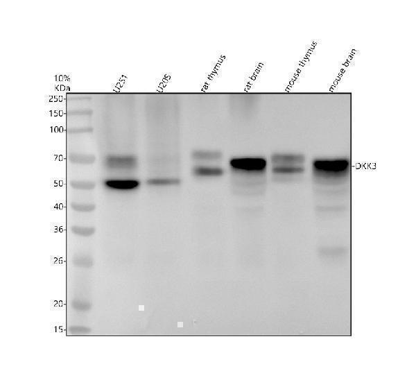 Western blot analysis of DKK3 using anti-DKK3 antibody (M02248-1)