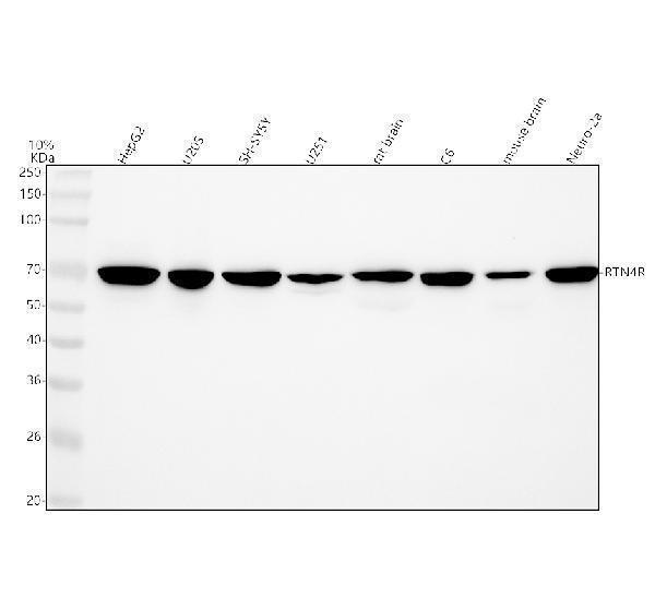  Western blot analysis of Nogo Receptor using anti-Nogo Receptor antibody (M02250)